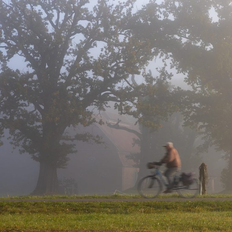Umweltfreundlich unterwegs. Radfahrer im Nebel vor einem großen Baum.