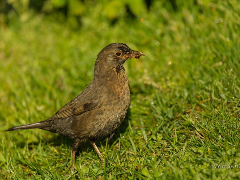 Fotografie einer Amsel mit Futter im Schnabel.