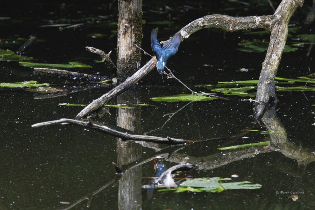 Fotografie vom Eisvogel (Alcedo atthis)im Flug, der ein Bad nehmen möchte.