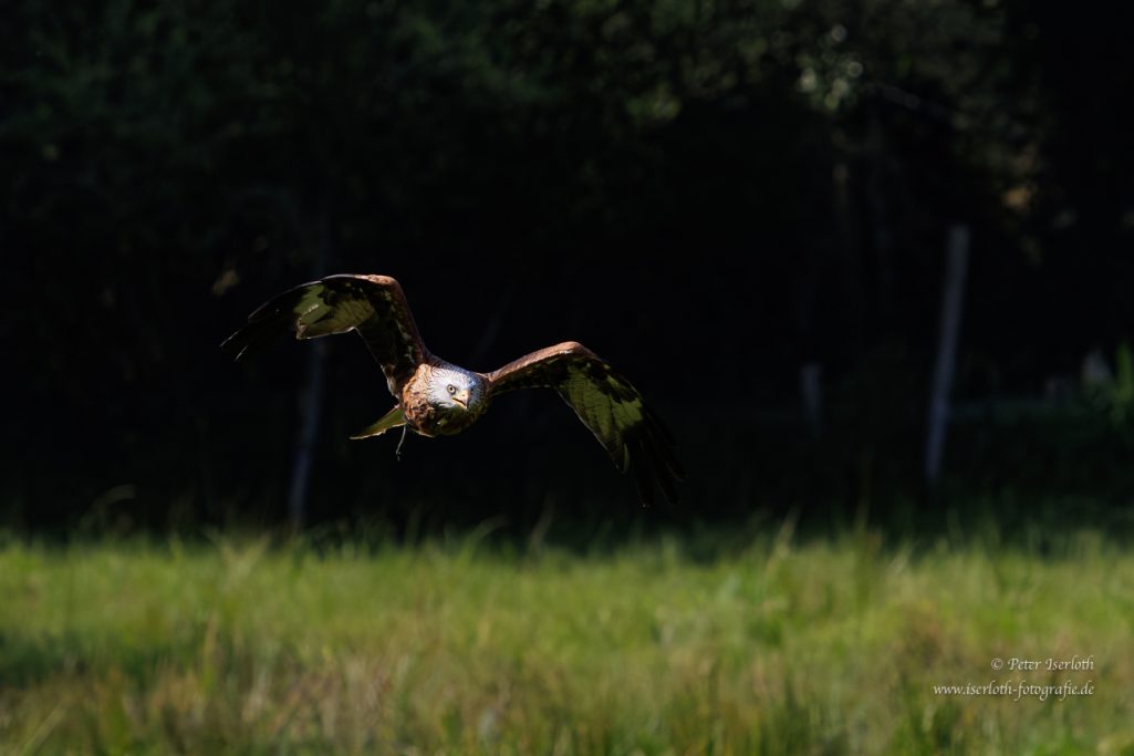 Foto von einem fliegendem Rotmilan (Milvus milvus), dicht über dem Gras.