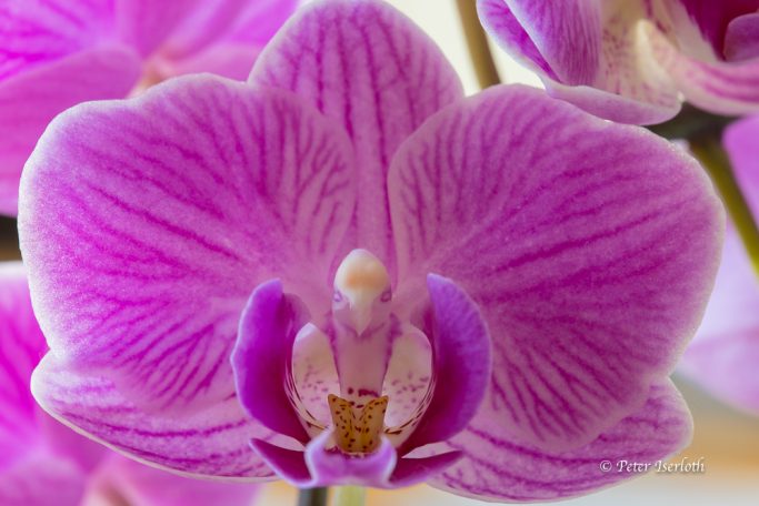 Fotografie einer Blüte der Orchidee.