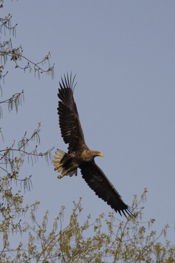 Fotografie von einem Seeadler in der Luft, im Flug.