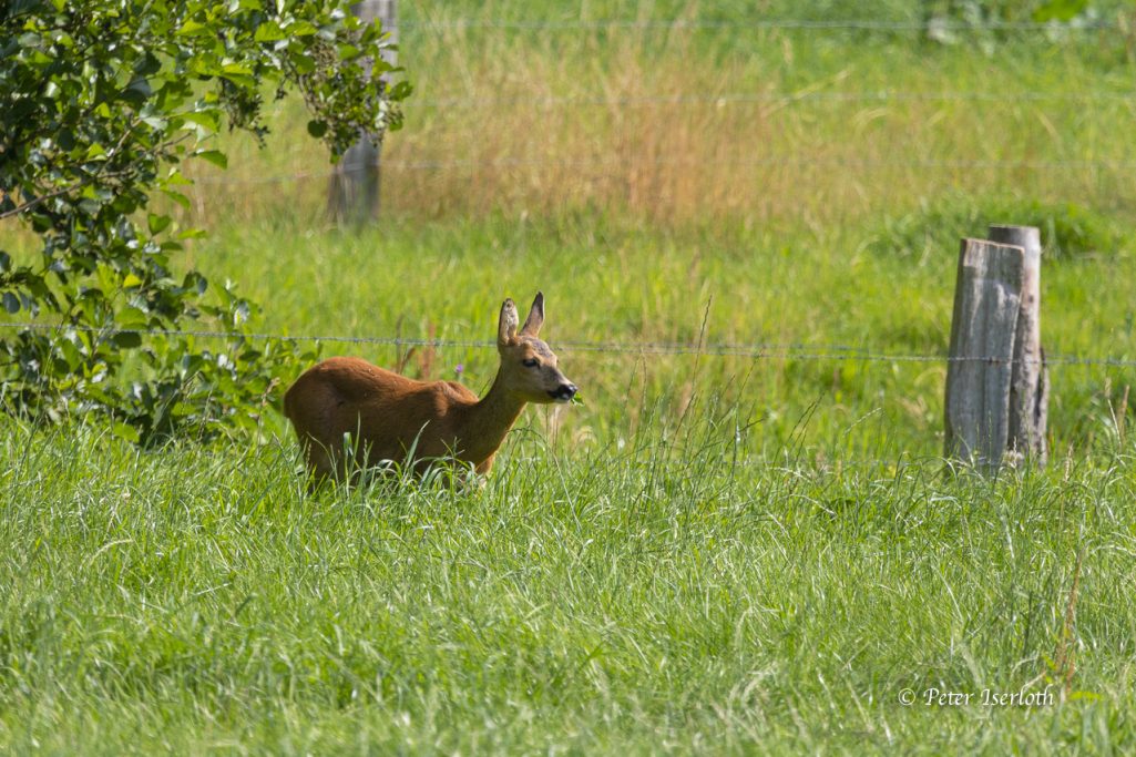 Fotografie von einem Reh (Capreolus capreolus), auf einer Wiese.