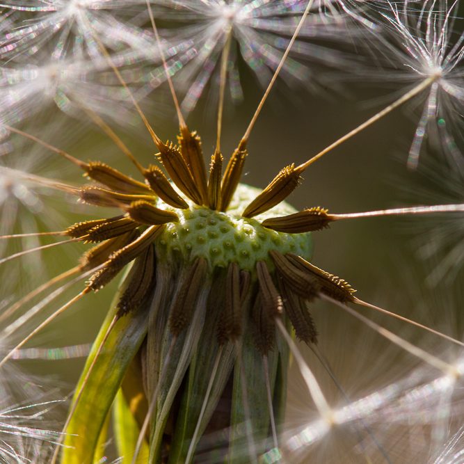 Foto einer Dolde der Pusteblume, sie ist halb abgepustet.